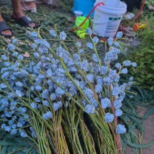 ��Ȼ�L���ȼ���������ɭϵ��Ȼ�ɻ��滨��֦�����Ҿ��b�