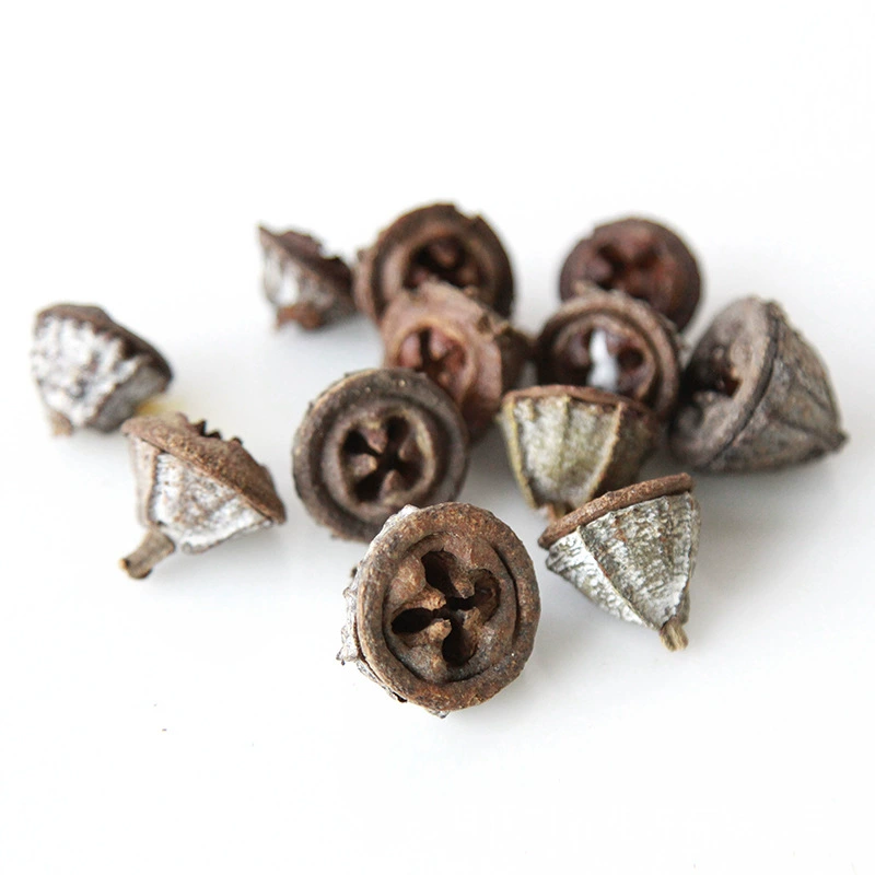 Dry Flower DIY Materials [Dry Fruit] Madman Sommelier Candle Plant Simagon Handmade Class Dry Flower Dry Branches Material