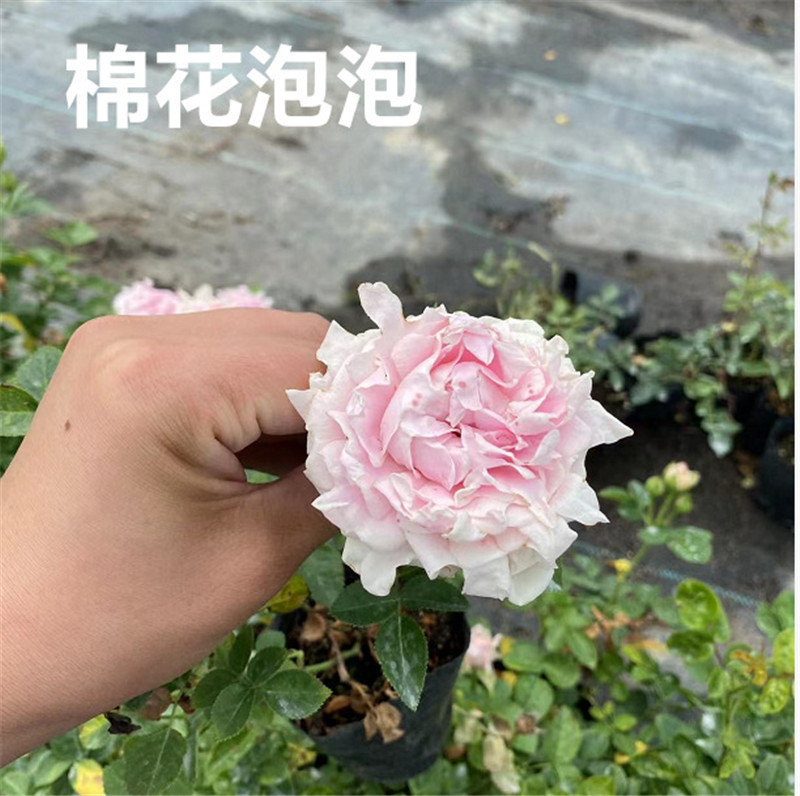 欧月藤本月季花苗爬藤小苗玫瑰蔷薇庭院观赏大花月季浓香花卉植物