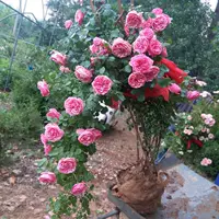 Розовые розы-саженцы, вьющиеся розовые драконы, цветущие крупными цветами, розы для всех сезонов, горшечные розы, розовые растения, зеленые растения.