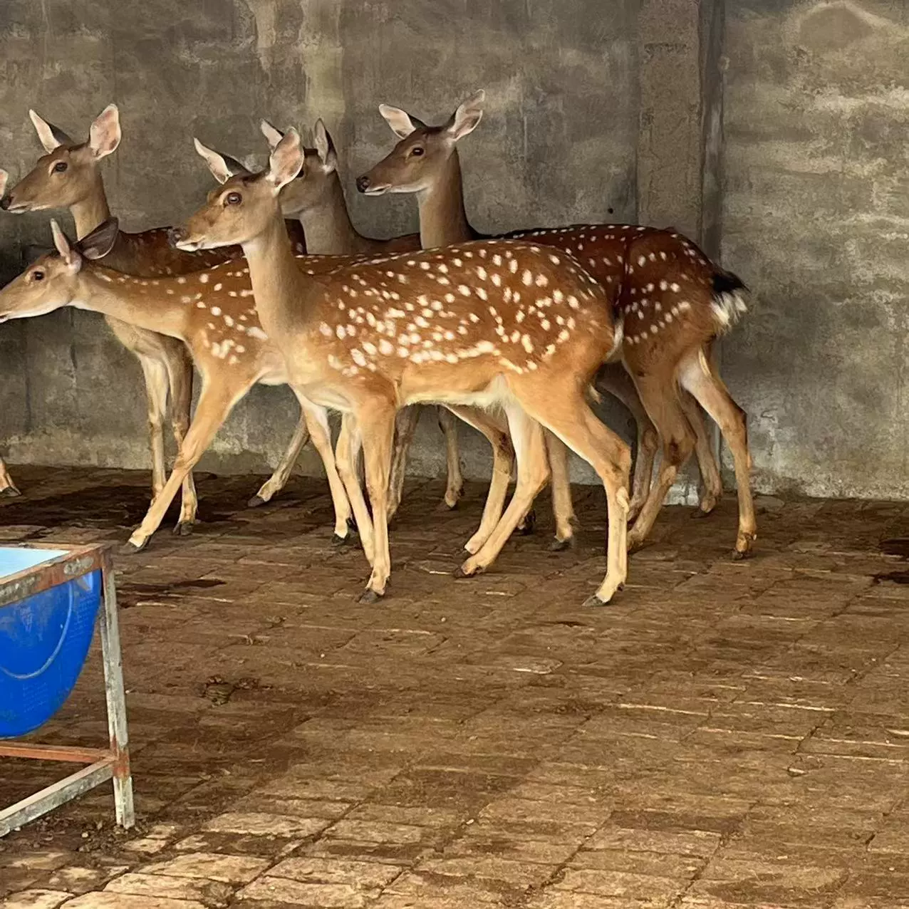 Пятнистый олень детеныш живой пятнистый олень распродает оленеводство