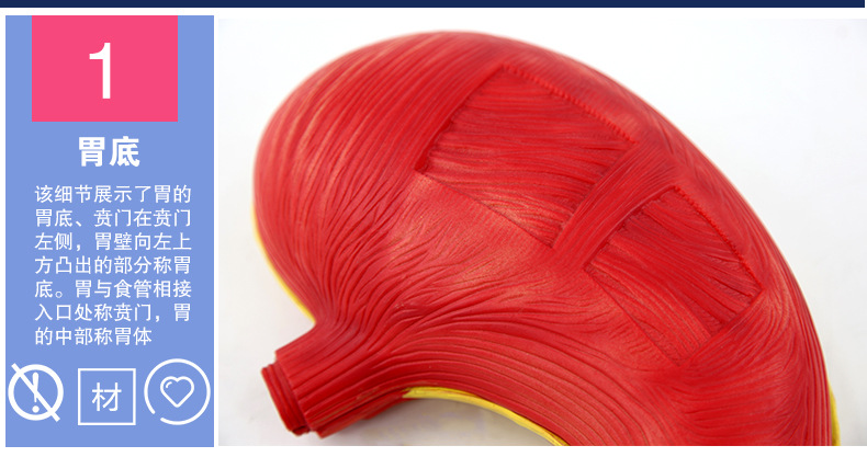 QH3329胃解剖模型_09.jpg
