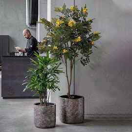 仿真办植物装饰黄槐花树绿植大型假ltao5836树客厅公室软落装地北