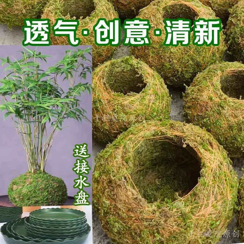 Креативный цветочный горшок с мохом