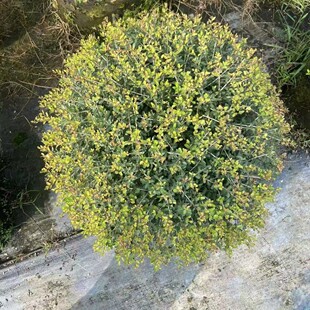 �����������Ϟ���X�~�ͺ����@�OӋ���Rֲ��