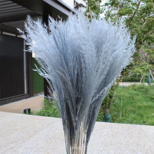 �ɻ�ܛë���m�������m�ɻ� С�JȔpampas�羳���Q��؛diy���仨��
