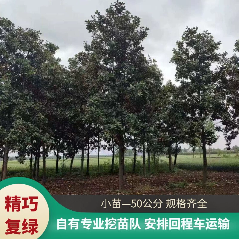 Сельскохозяйственная и лесная база Чаиюань Магнолия 2cm - 50cm Оптовая поставка уличных деревьев