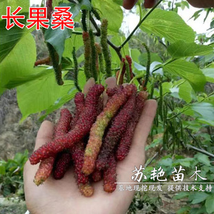 ̨���L��ɣ���ļ�ɣ�ؘ�������ͥԺ����ɣ����ɣ������ϱ����Nֲ