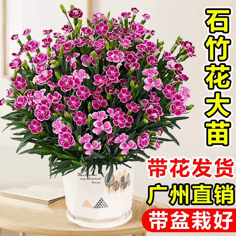 Дропшиппинг рассады цветов диантуса в горшках с цветами для легкого ухода в помещении, цветы гвоздики первого поцелуя и зеленые растения для балкона гостиной