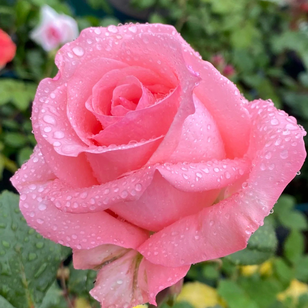 다이애나 [큰 꽃 향기] 작은 모종