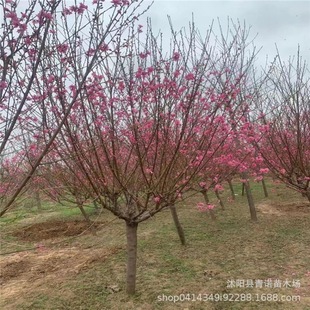 ����ֱ�N���۾G����ľ ���~���Ҙ��� �t�~�� ���~���� ���Ա���