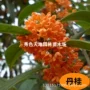 庭院开花浓香型盆栽树苗