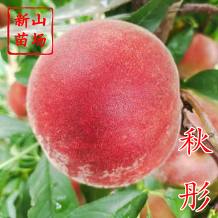 ��ͮ���� ������Ʒ�N�x������8��9����ѩ���Ә���Ʒ�N����B