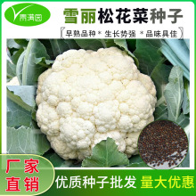 台湾青梗松花菜种子种籽秋后花菜菜花雪丽松花菜秧四季蔬菜苗籽种