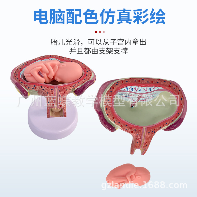 ��ѧ�������﷢������ģ����̥�ƻ�����̥�����������ӹ�����ģ��