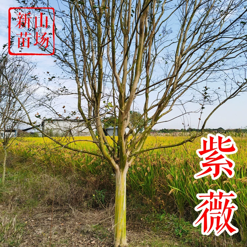 Дерево Lagerstroemia indica 15 см назад в лес Американская красная ракета красный шар бархат фиолетовый лист черный бриллиант быстрорастущий саженец Lagerstroemia indica