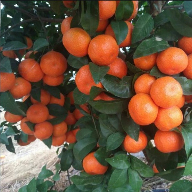 沙糖桔树苗地栽盆栽南方北方种植橘子树苗柑桔果树果苗嫁接砂糖橘
