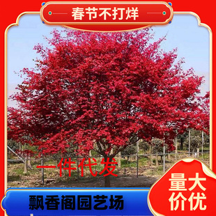 һ�����l�����ձ��t�����Ԙ���t�輧�辰�Ϙ������t��ͥԺ�e���G