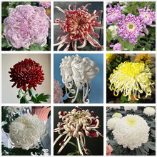 大菊花苗 独本菊花苗 瑞云殿鹅毛粉黛 国华大菊系列狮子头菊