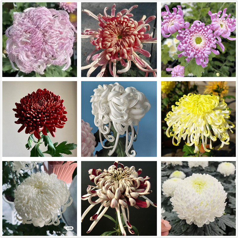 Large Chrysanthemum Seedlings, Single Chrysanthemum Seedlings, Ruiyundian Goose Feather Powder, Guohua Large Chrysanthemum Series Lion Head Chrysanthemum Large Chrysanthemum Seedlings, Single Chrysanthemum Seedlings, Ruiyundian Goose Feather Powder, Guohua Large Chrysanthemum Series Lion Head Chrysanthemum