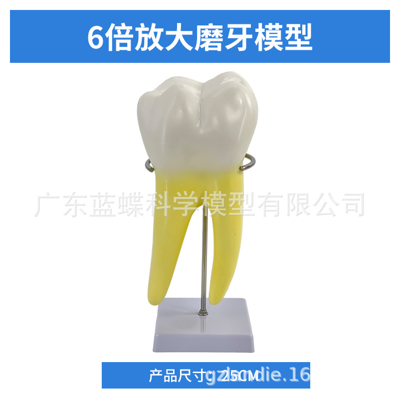 ����ĥ������ģ�� �׶�԰�̾�ҽѧ��ѧ��������ͨ�� �����֧��