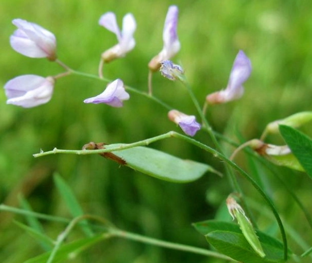 ϸ��ë��ϸ����������p-REFINYL