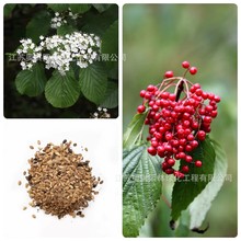 荚蒾种子 天目琼花 荚蒾鸡树条 佛头花树种子 高出芽率 量大优惠