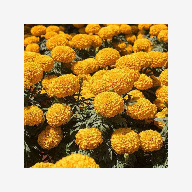 Семена календулы, вонючий апельсин, вонючий гибискус, морозостойкие летние семена цветов, легко живущие, семена цветов в горшках на балконе во дворе.