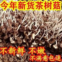 不开伞茶树菇卖500g福建古田农家新货茶薪菇散装干货产地直销