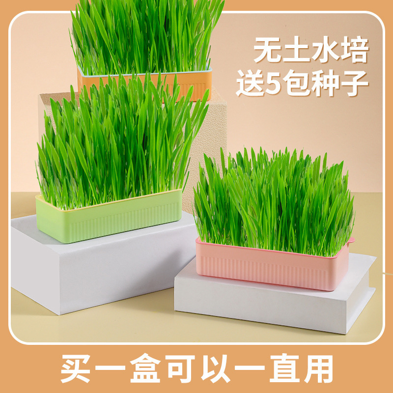 Natural cat grass has been planted with catnip seeds hydroponic cat grass potted cat hair ball snacks to regulate intestines and stomach