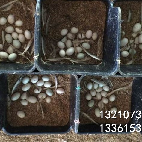 鸭用蛋窝 鸡用蛋窝 鸡鸭用蛋窝生产厂家