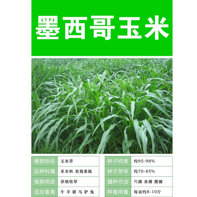 Мексика Кукурузная Трава Семена Высокоурожайное Разведение Корм Зеленый Корм Для Хранения Домашний Животноводство Птица Корм Свинья Крупный Рогатый Скот Овцы Курица Утка Рыба Кролик
