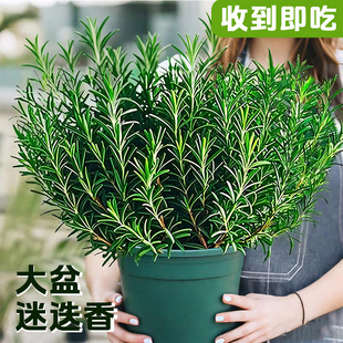 �Ե�����������ţ�������r�������Կ�ʳ���҃����ֲ����B�G���l