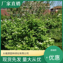 基地大量供应天昊花木天目琼花树苗 鸡树条树苗 园林植物