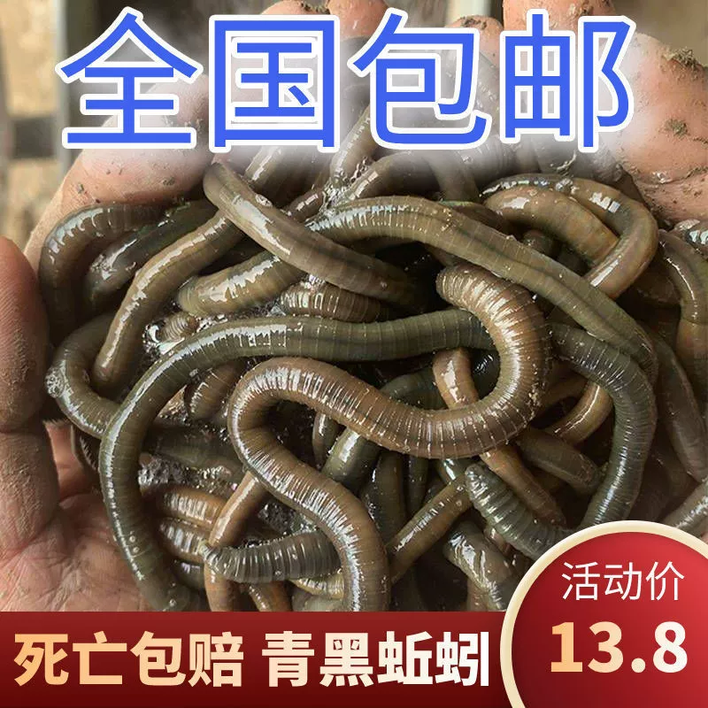 Черный земля worm свежая живая наживка рыбная ловля Хуанли зелёные земляworm вонючая наживка наживка бумага всесторонняя наживка