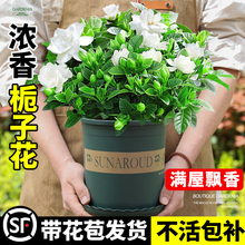 栀子花盆栽带花苞花卉植物室内四季开花绿植茉莉花水培浓香好养