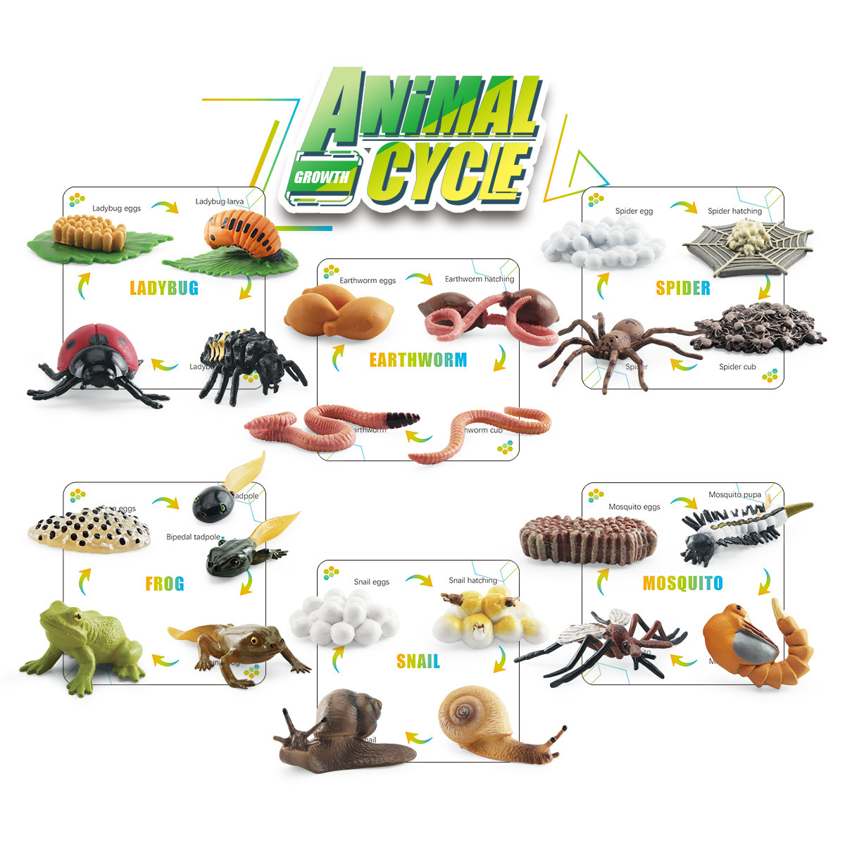 Transfronterizo niños simulación cognitiva insecto crecimiento ciclo color caja traje lombriz Caracol araña mosquito mariquita modelo