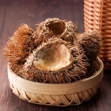 ��ș�� ������ ����Ƥ ��ë�� ����Ƥ �L���� ֧��ș�z ��ĥ��