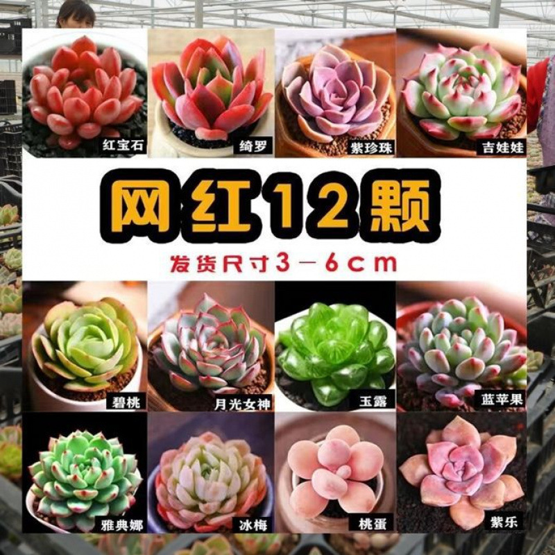 多肉植物卸売鉢植え組み合わせ花屋内ルビーエデナス高級多肉植物ガーデニング|undefined