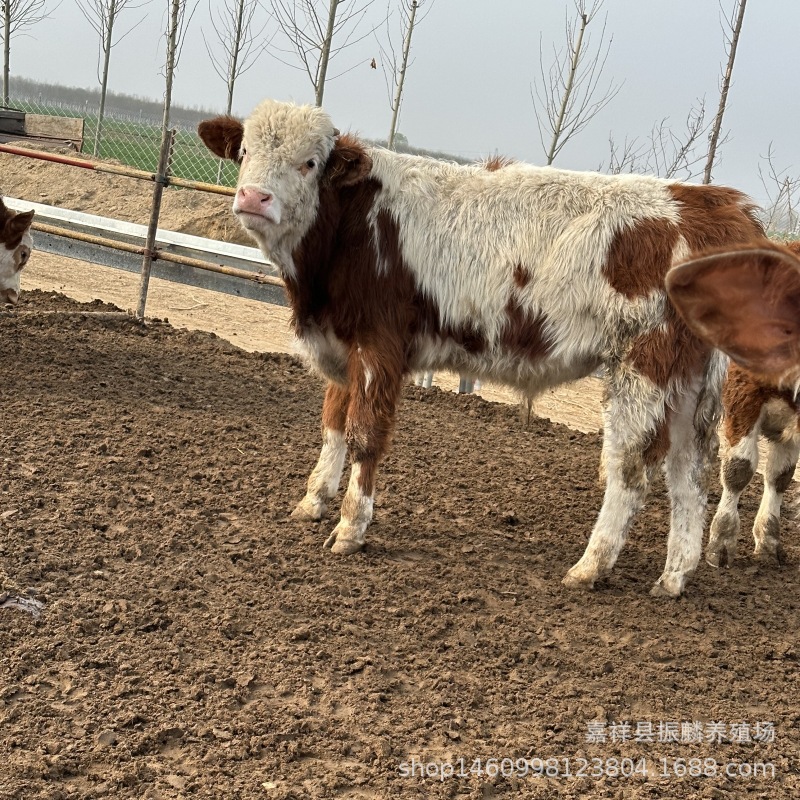 出售杂交西门塔尔牛牛犊 鲁西黄牛 江西有养牛场 哪有小牛犊