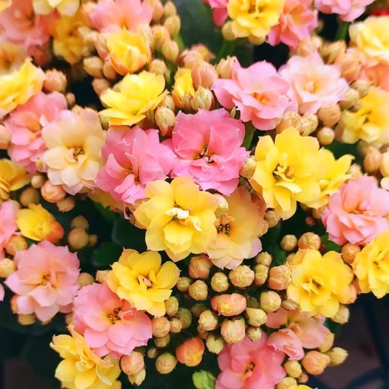 카멜레온(싹이 있어 사계절 꽃이 핀다) 무료비료