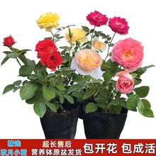 �����¼����͟��ͺ����^�ڻ��༾���_�����Ե���õ�廨��ͥԺ����