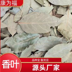 香叶 月桂叶香料香叶优选大片 大货量大从优 中药材香叶粉-阿里巴巴