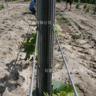 �߲˴������� ����������� ��������ˮ�� �����֧��