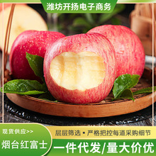 正宗烟台红富士苹果 当季新鲜水果脆甜栖霞一件代发批发包邮