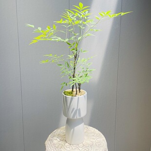 ������Gֲ���Գ��GС��ľֲ���҃Ȼ����r��֦���R�R��ľƽ��ֲ��