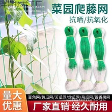 ���پW�r��ֲ��ɽș�S���㶹��϶��ǽz�ϵ��ϰ���������W�Nֲ�W