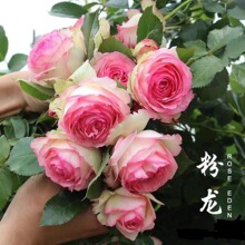 �Nޱ�����ٱ��¼��󻨝���ͥԺ����ֲ�ﻨ�����ԚW��õ���ļ��_��