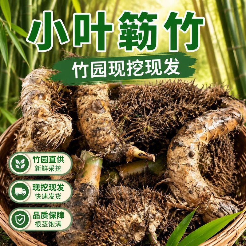 Premium Small-Leaf Bamboo Potted Plants, Live and Mature Plants, Indoor Bamboo, Mature Plants for Tabletop and Garden, Guanyin Bamboo, Low-Maintenance Bamboo Premium Small-Leaf Bamboo Potted Plants, Live and Mature Plants, Indoor Bamboo, Mature Plants for Tabletop and Garden, Guanyin Bamboo, Low-Maintenance Bamboo