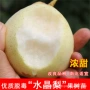 北方南方种植盆栽梨树苗